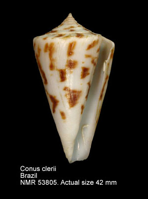 Conus clerii.jpg - Conus cleriiReeve,1844